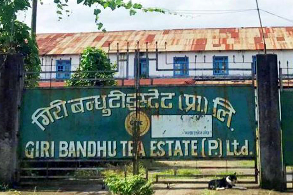 गिरीबन्धु टी स्टेटको जग्गा सट्टापट्टा रोक्न निर्देशन