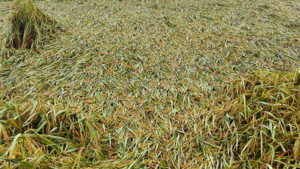 बेमौसमी बर्षाको बितण्डा : झापाको धानबालीमा १८ प्रतिशत क्षति