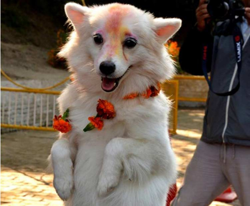 आज यमपञ्चकको दोश्रो दिन, कुकुरको पूजा गरेर मनाईँदै