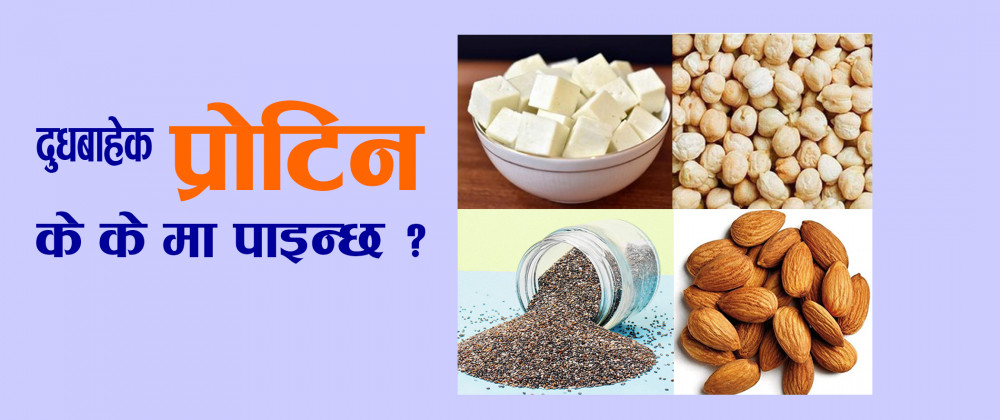 दुधबाहेक प्रोटिन के के मा पाइन्छ ?