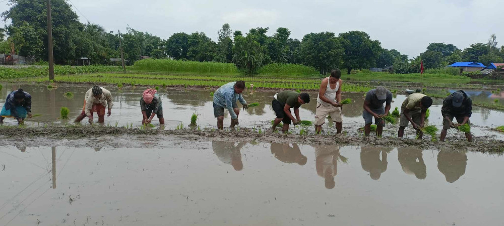 विप्लव कार्यकर्ताद्वारा सामूहिक धान खेती