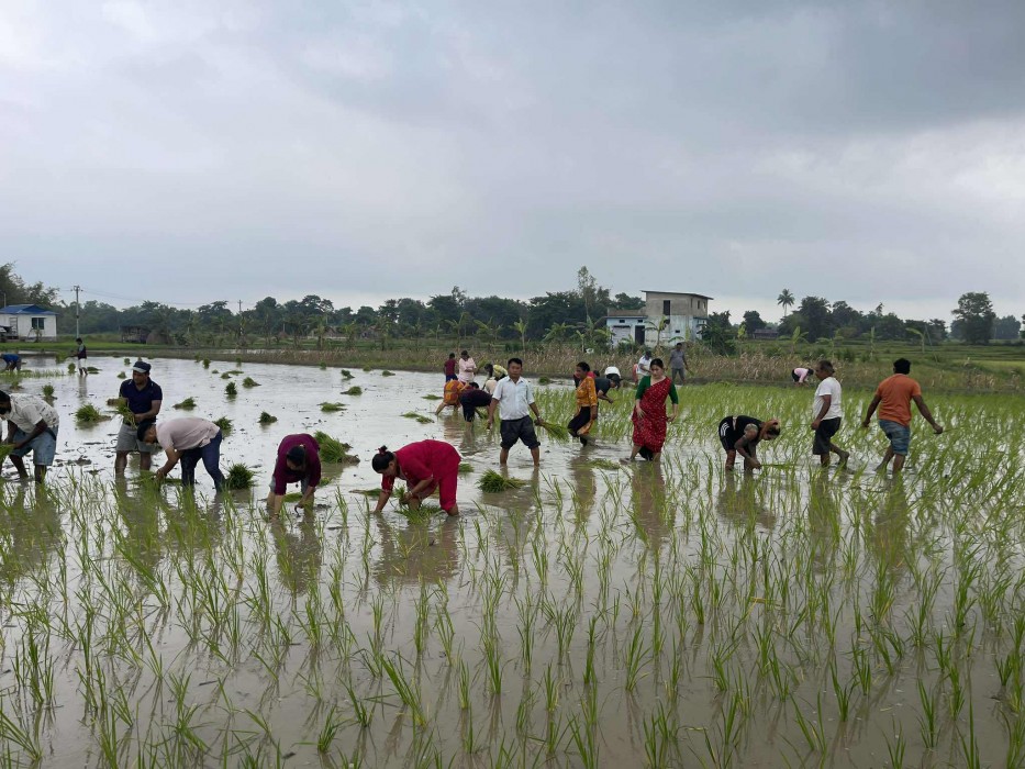 माओवादी केन्द्र बिर्तामोडद्वारा कृषकको खेतमा श्रमदान