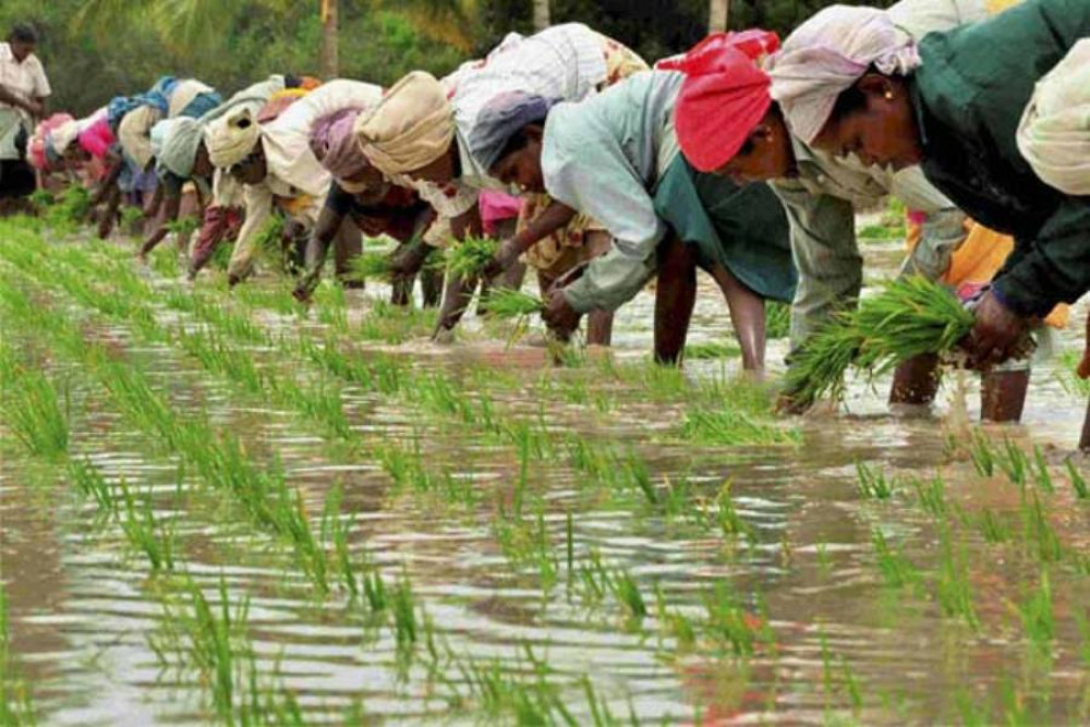 असार १५ : आज १९औँ राष्ट्रिय धान दिवस