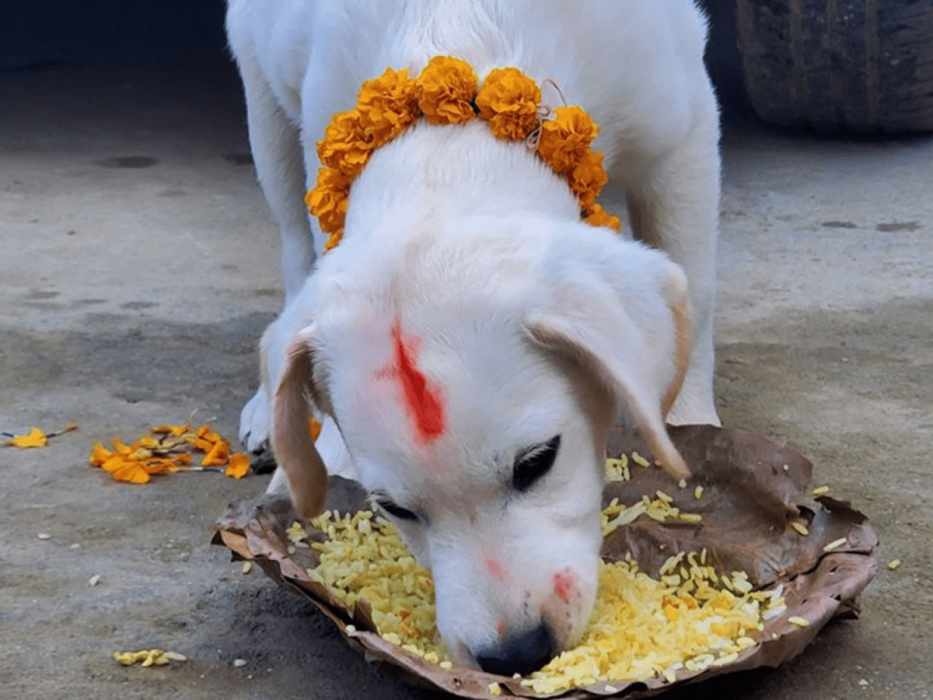 आज नरक चतुर्दशी : कुकुरको पूजा गरि मनाइँदै