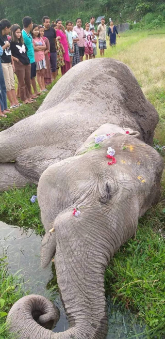 बुद्धशान्तिमा फेरि भेटियो मृत हात्ती