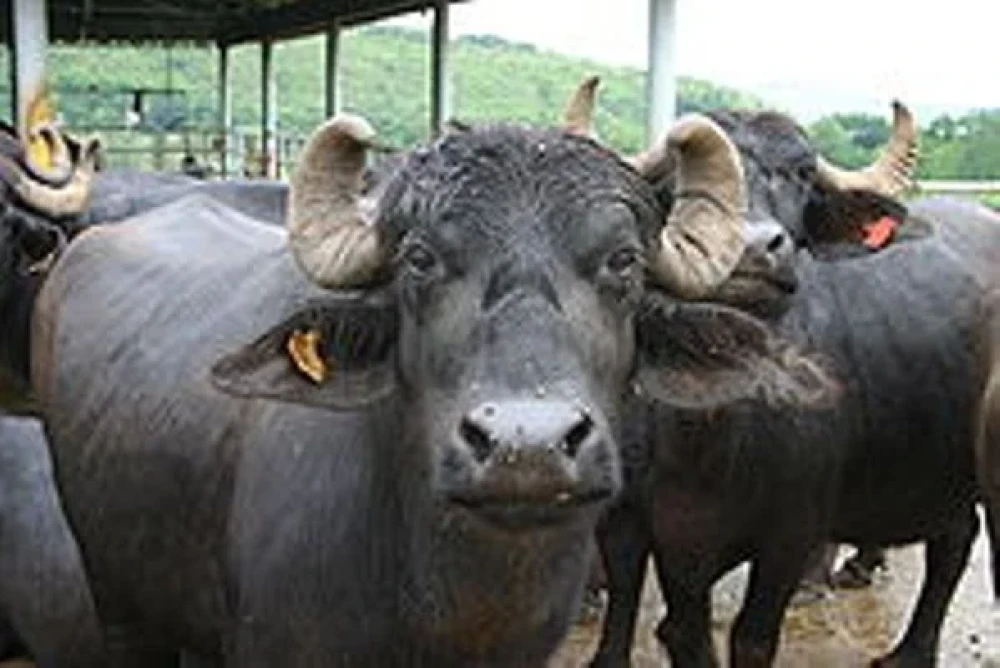 मुर्रा राँगाबाट एक लाख भैंसीमा कृतिम गर्भाधान गराइने