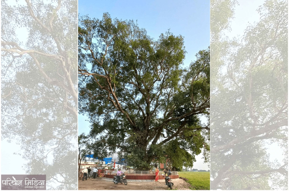 सतक पुरानो पिपल बोट संरक्षणमा जुटे स्थानीय, घटस्थापनादेखि पुराण लगाइने