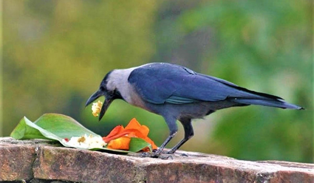 यमपञ्चक शुरु, आज काग तिहार