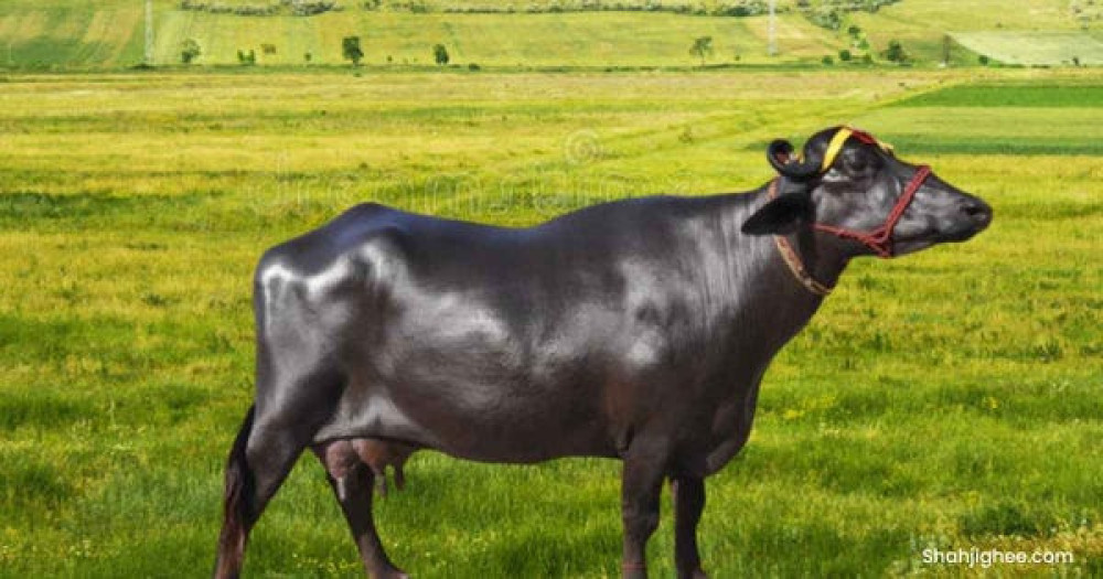भारतले उपहार दिएको मुर्रा राँगा बिहीबार नेपाल आइपुग्ने