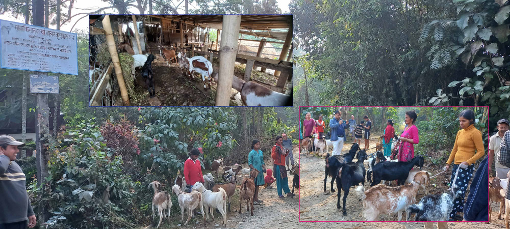 मेयर पकेट कार्यक्रमबाट साना किसान बाख्रा पालन कृषक समूह लाभान्वित