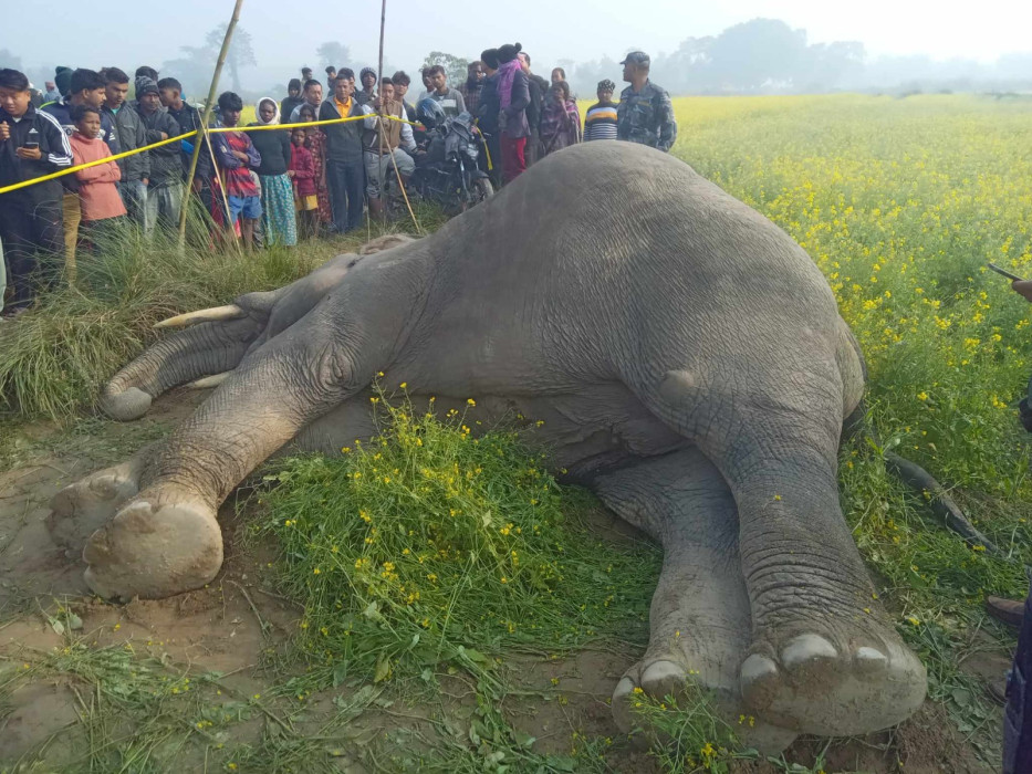 बाह्रदशीमा मृत हात्ती फेला