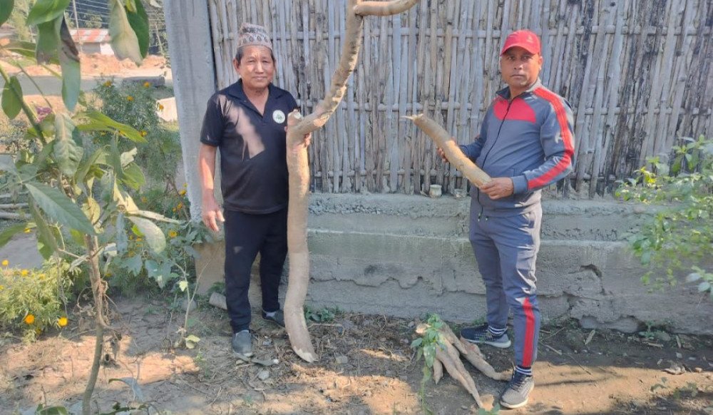 बाहुनडाँगीमा तरुल उत्सव गरिँदै