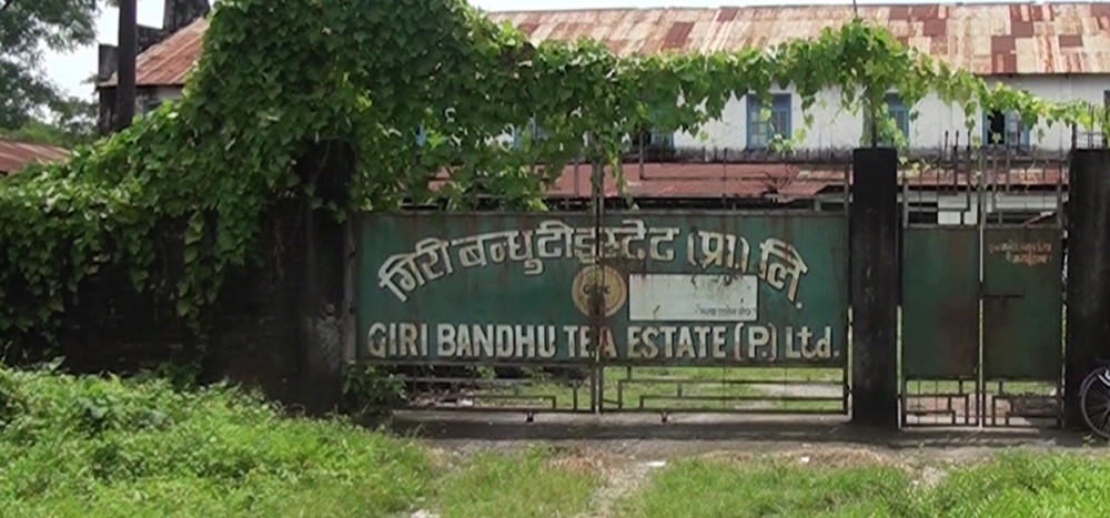 गिरीबन्धु चिया बगानमा लगानी गर्नेहरु गम्भीर तनावमा