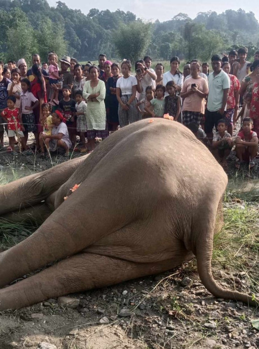 मेचीनगरमा भाले हात्ती मृत फेला