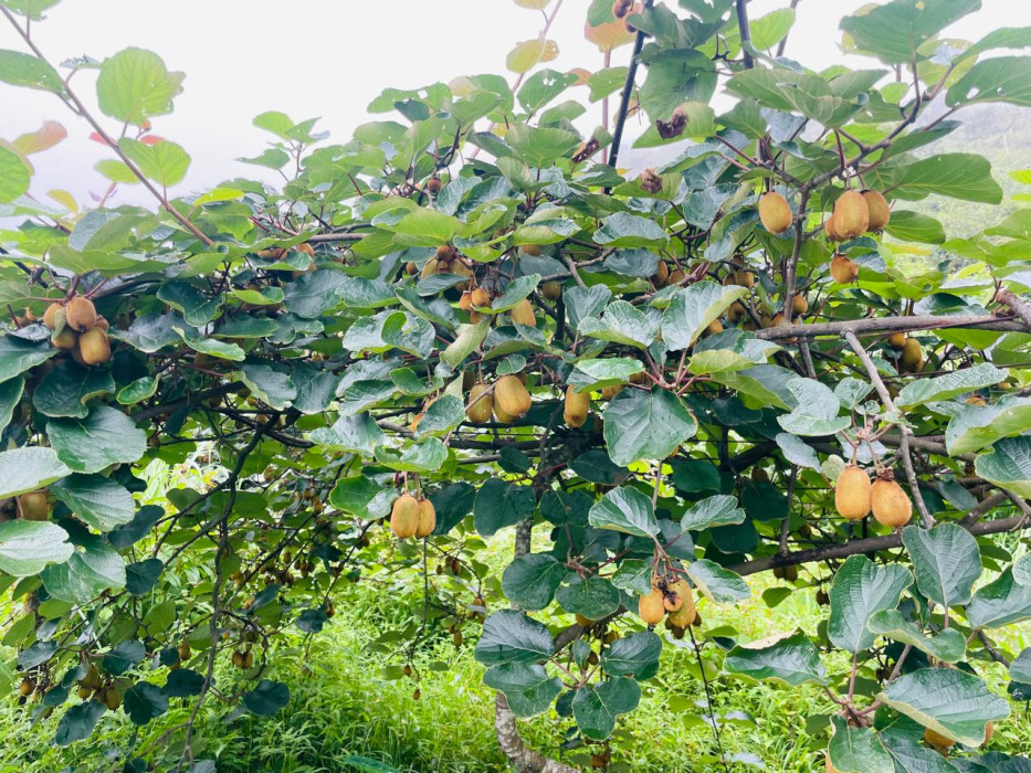 युवा नेता कडरियाको कृषि कर्म एक, उद्धेश्य अनेक