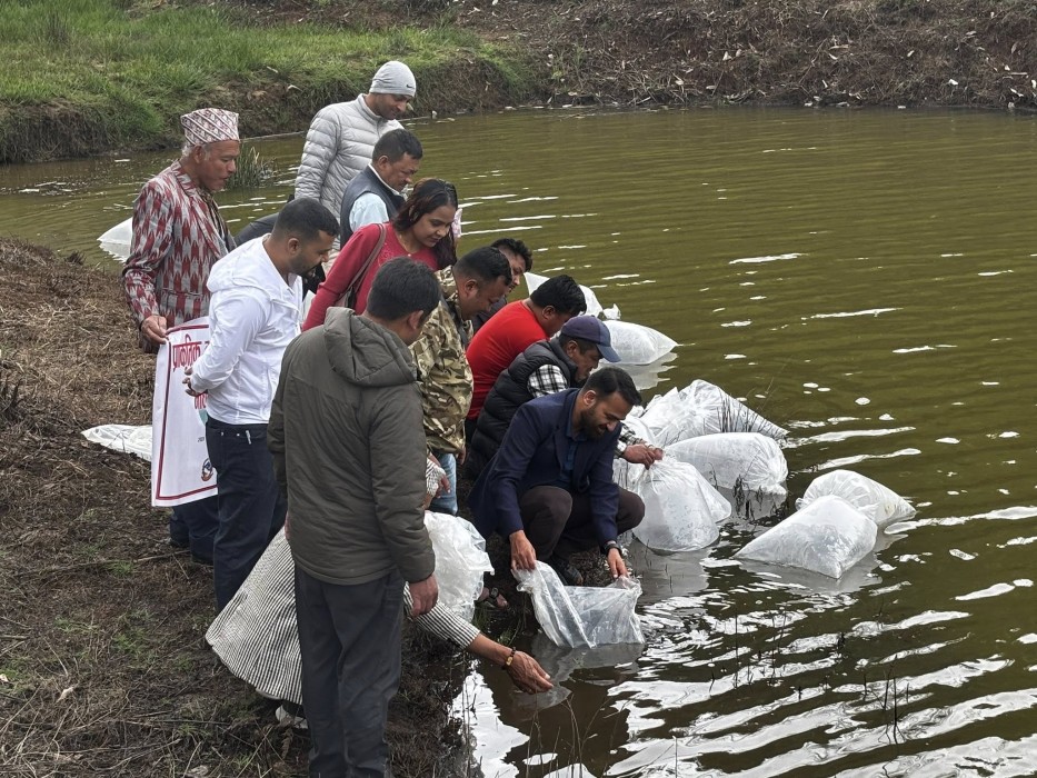 माइपोखरीमा छाडियो ४० हजार माछाका भुरा