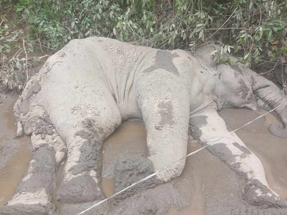 झापामा जङ्गली हात्ती मृत फेला