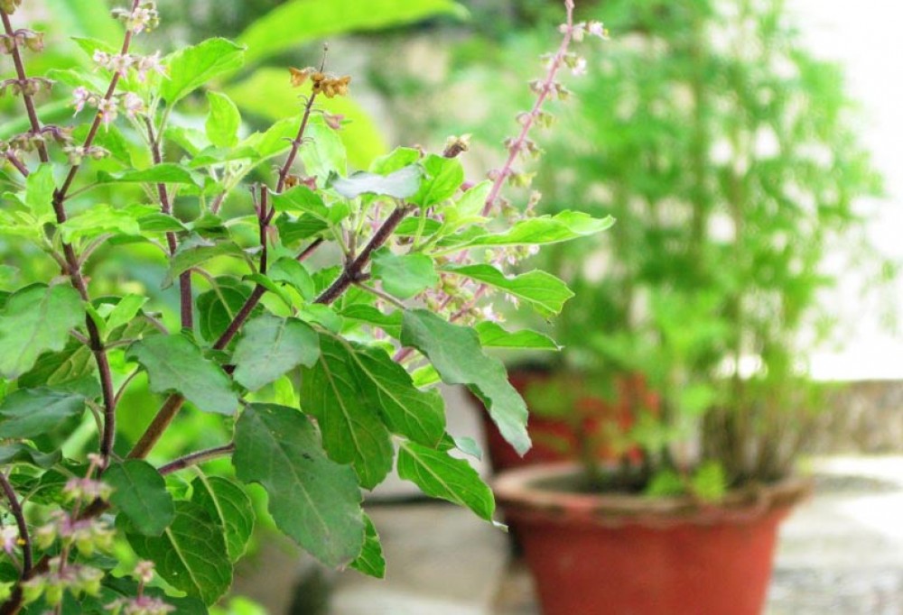 आज हरिशयनी एकादशी अर्थात तुलसीको बिरुवा रोप्ने दिन