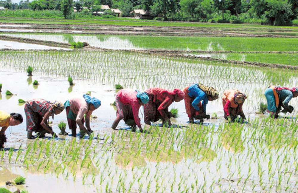 असार सकिनै लाग्दा झापामा आधामात्र धान रोपाइँ