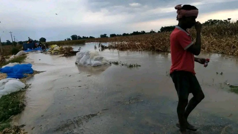 झापाको ५१२ हेक्टर कृषिबालीमा क्षति
