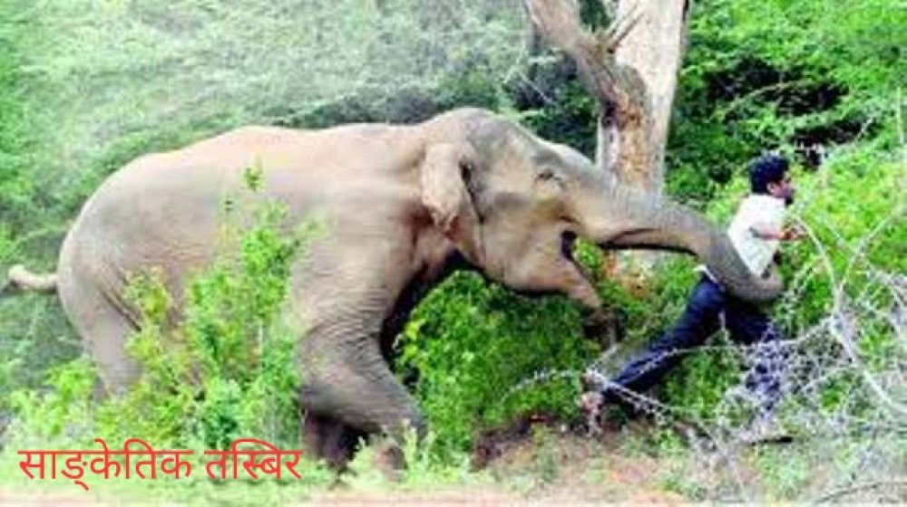 हात्तीको आक्रमणमा परी एक युवक घाइते