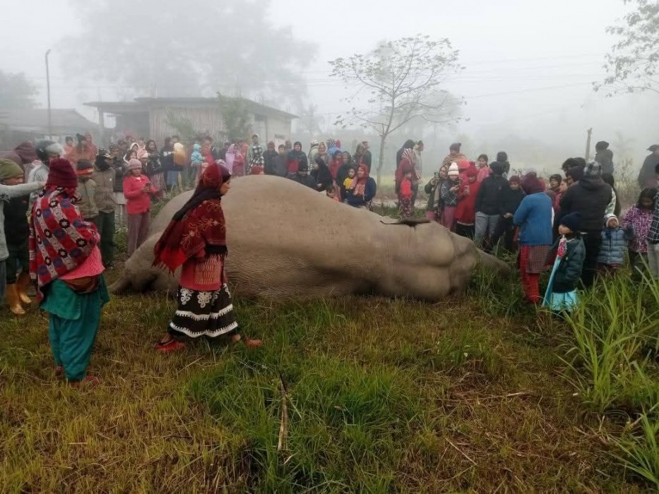 बुद्धशान्तिमा भेटियो मृत हात्ती